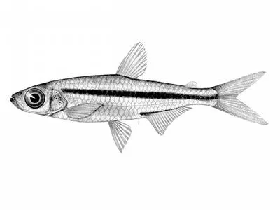 Slender robber (Rhabdalestes rhodesiensis)