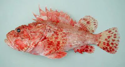 Slender rockfish (Scorpaena elongata)