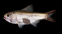 Slender roughy (Optivus elongatus)