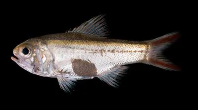 Slender roughy (Optivus elongatus)
