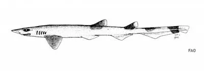 Slender sawtail catshark (Galeus gracilis)