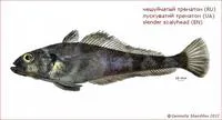 Slender scalyhead (Trematomus lepidorhinus)
