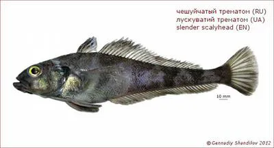 Slender scalyhead (Trematomus lepidorhinus)