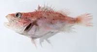 Slender scorpionfish (Lioscorpius longiceps)