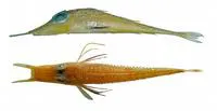 Slender searobin (Peristedion gracile)