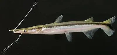 Slender shovelnose catfish (Sorubim elongatus)