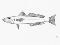 Slender sillago (Sillago attenuata)