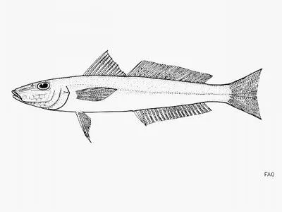 Slender sillago (Sillago attenuata)