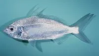 Slender silver-biddy (Gerres oblongus)
