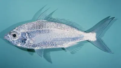 Slender silver-biddy (Gerres oblongus)