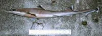 Slender smooth-hound (Gollum attenuatus)