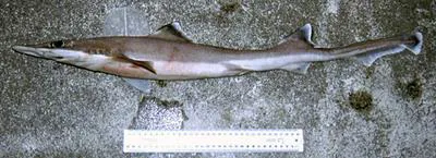 Slender smooth-hound (Gollum attenuatus)