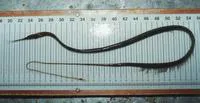 Slender snipe eel (Nemichthys scolopaceus)