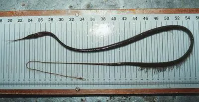 Slender snipe eel (Nemichthys scolopaceus)