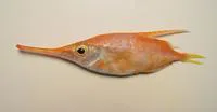 Slender snipefish (Macroramphosus gracilis)