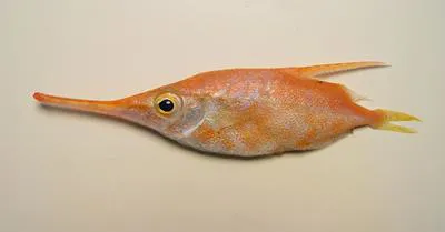 Slender snipefish (Macroramphosus gracilis)