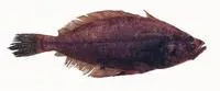 Slender sole (Lyopsetta exilis)