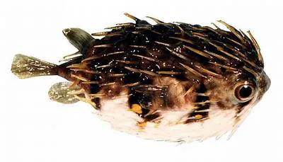 Slender-spined porcupine fish (Diodon nicthemerus)