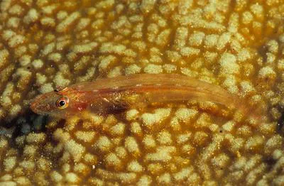 Slender spongegoby (Phyllogobius platycephalops)