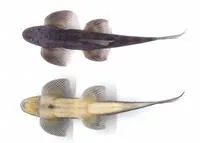 Slender stone loach (Balitora mysorensis)
