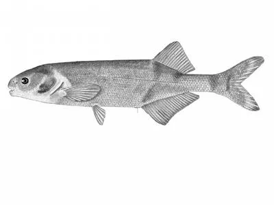 Slender stonebasher (Hippopotamyrus ansorgii)