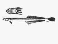 Slender suckerfish (Phtheirichthys lineatus)