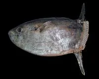 Slender sunfish (Ranzania laevis)