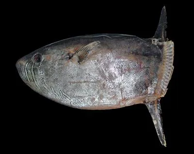 Slender sunfish (Ranzania laevis)