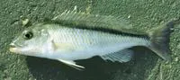 Slender tail hap (Buccochromis lepturus)
