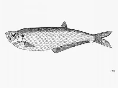 Slender tardoor (Opisthopterus valenciennesi)