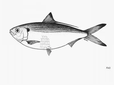Slender thread herring (Opisthonema bulleri)