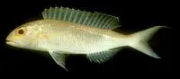 Slender threadfin bream (Nemipterus zysron)
