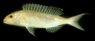 Slender threadfin bream (Nemipterus zysron)