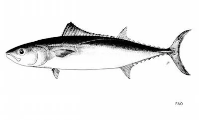 Slender tuna (Allothunnus fallai)