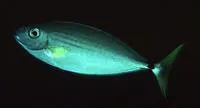 Slender unicorn (Naso minor)