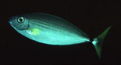 Slender unicorn (Naso minor)