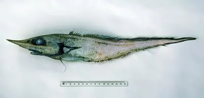 Slender unicorn rattail (Trachyrincus longirostris)