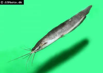Slender walking catfish (Clarias nieuhofii)