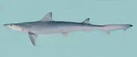 Slender weasel shark (Paragaleus randalli)