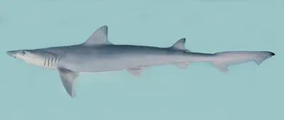Slender weasel shark (Paragaleus randalli)