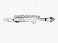 Slender weed whiting (Siphonognathus attenuatus)