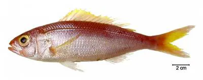 Slender wenchman (Pristipomoides freemani)