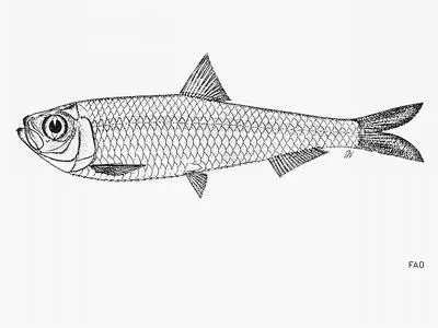 Slender white sardine (Escualosa elongata)