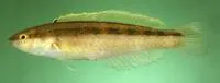 Slender wrasse (Suezichthys gracilis)