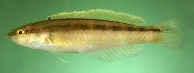Slender wrasse (Suezichthys gracilis)