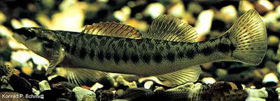 Slenderhead darter (Percina phoxocephala)
