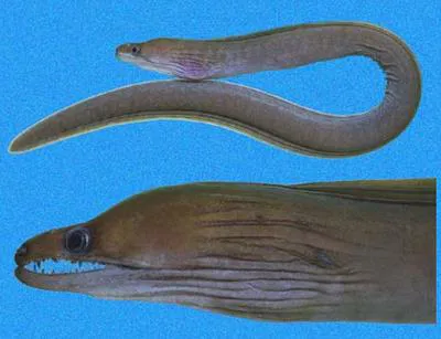 Slenderjaw moray (Enchelycore octaviana)