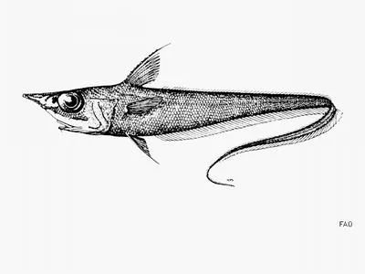 Slendertail grenadier (Mataeocephalus tenuicauda)