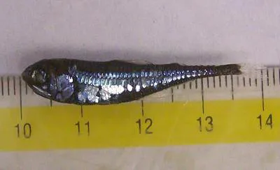 Slendertail lanternfish (Gonichthys tenuiculus)