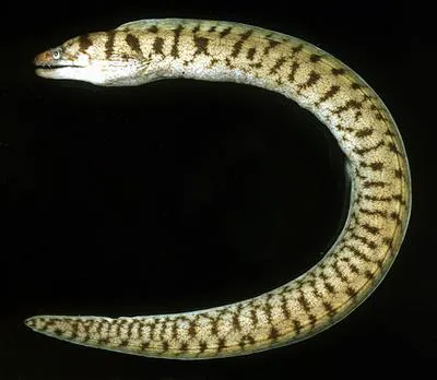 Slendertail moray (Gymnothorax gracilicauda)